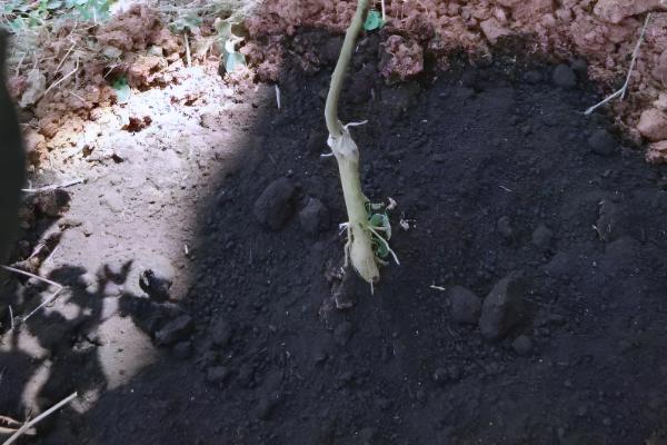 果树能用黄腐酸钾吗，果树能用黄腐酸钾