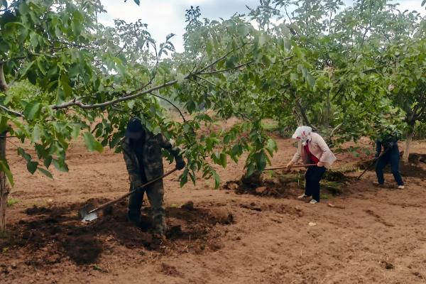 果树能用黄腐酸钾吗，果树能用黄腐酸钾