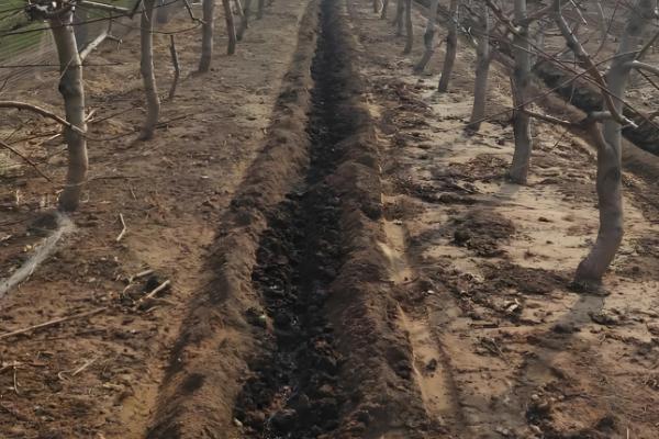 果树能用黄腐酸钾吗，果树能用黄腐酸钾