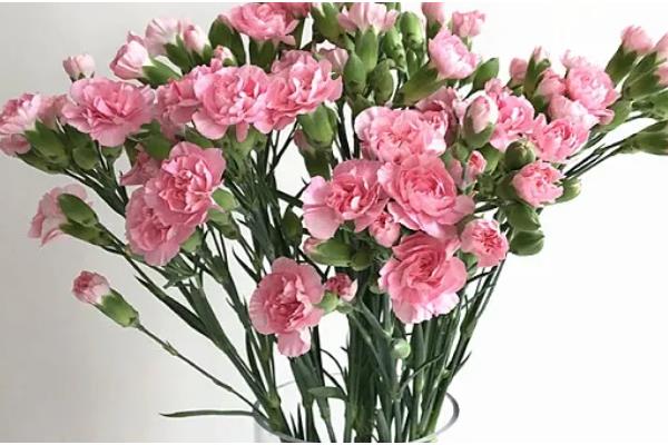 12支康乃馨花的寓意,寓意感激母亲、全部的爱等