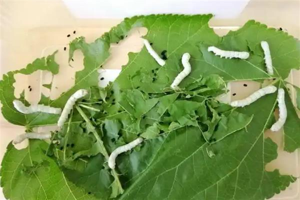 蚕的幼虫生长过程中伴随着什么，伴随着眠和蜕皮等