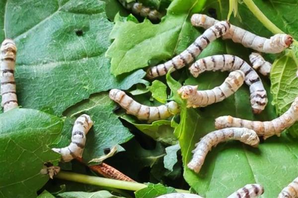 蚕的幼虫生长过程中伴随着什么，伴随着眠和蜕皮等