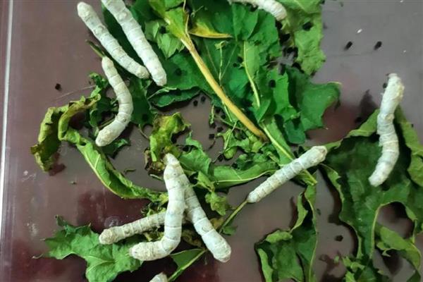 蚕的幼虫生长过程中伴随着什么，伴随着眠和蜕皮等