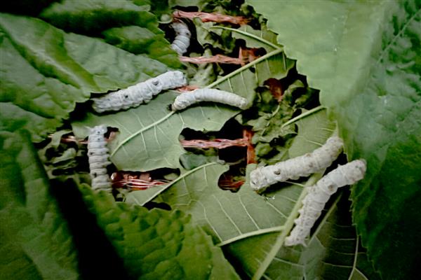 蚕的幼虫生长过程中伴随着什么，伴随着眠和蜕皮等