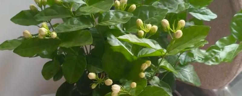 重瓣茉莉的养殖方法，适合生长在较为肥沃的环境中