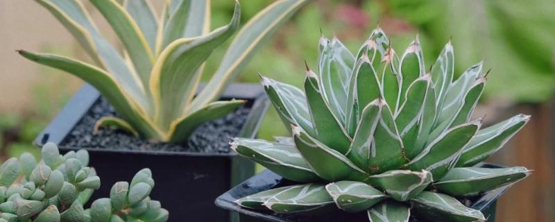 多肉缺水和水多的区别，颜色和叶形均不同