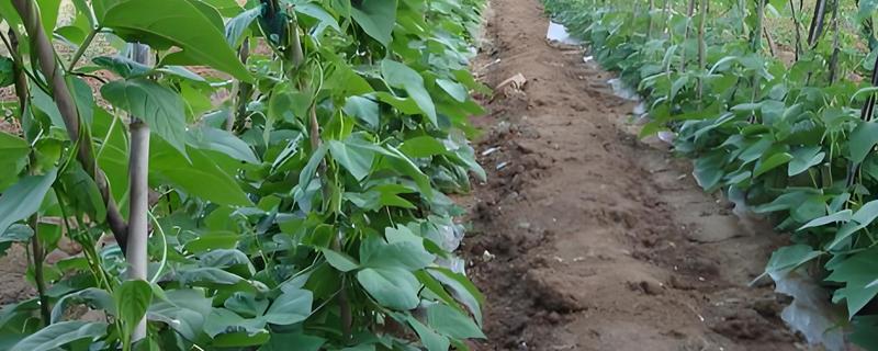 芸豆旺长怎么处理，可控温、控水等