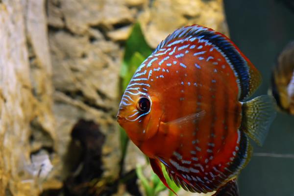 七彩神仙鱼吃什么饲料,吃动物性饲料最好