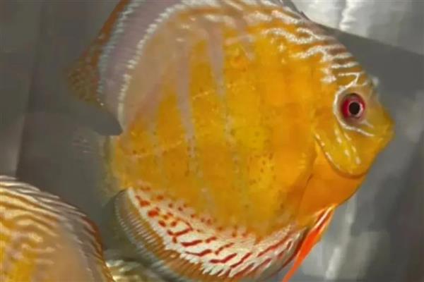 七彩神仙鱼吃什么饲料,吃动物性饲料最好