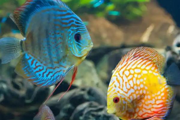 七彩神仙鱼吃什么饲料,吃动物性饲料最好