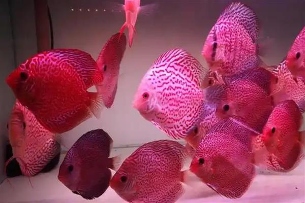 七彩神仙鱼吃什么饲料,吃动物性饲料最好