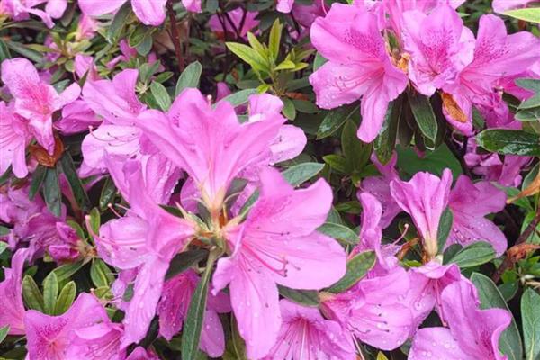 杜鹃花的常见种类，有羊踯躅、毛白杜鹃等