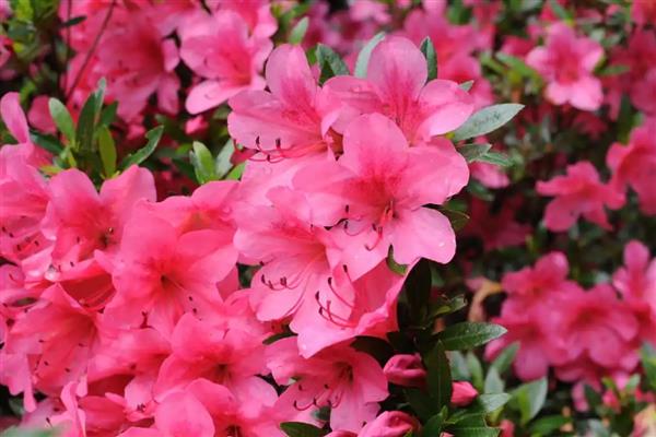 杜鹃花的常见种类，有羊踯躅、毛白杜鹃等