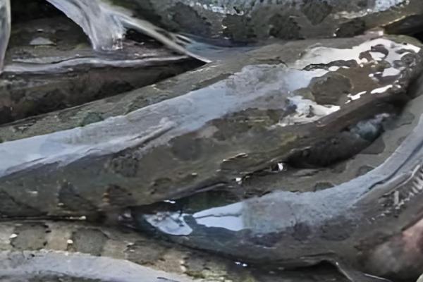 黑鱼有小刺吗，黑鱼是有小刺的