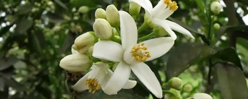 橙花是哪种花，是苦橙花的白色花瓣