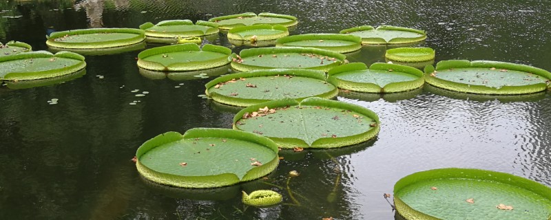 王莲有什么花语，具有女子为王的含义