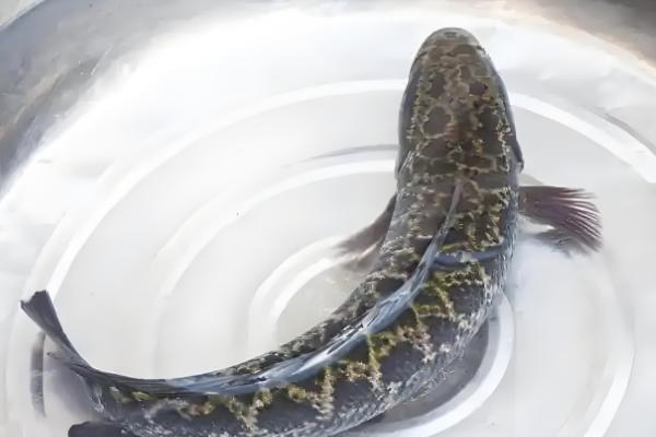 黑鱼有小刺吗，黑鱼是有小刺的