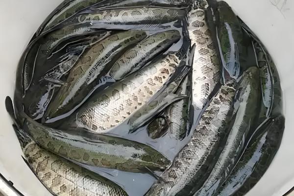 黑鱼有小刺吗，黑鱼是有小刺的