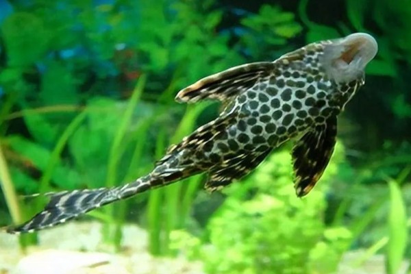 清道夫咬鱼怎么办，需要将生病的鱼儿隔离养殖