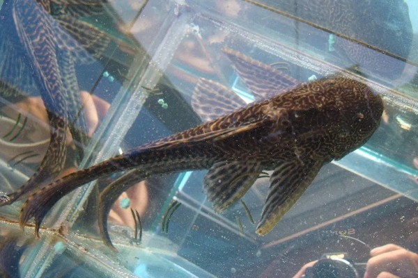 清道夫咬鱼怎么办，需要将生病的鱼儿隔离养殖