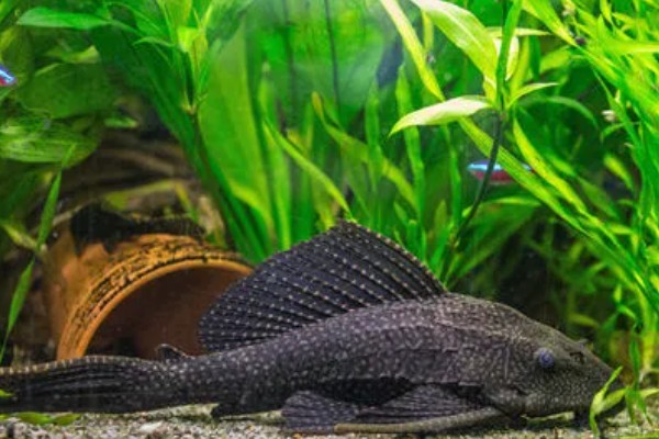 清道夫咬鱼怎么办，需要将生病的鱼儿隔离养殖