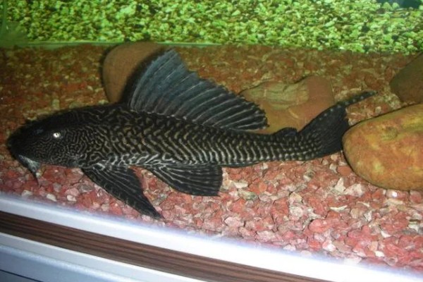 清道夫咬鱼怎么办，需要将生病的鱼儿隔离养殖