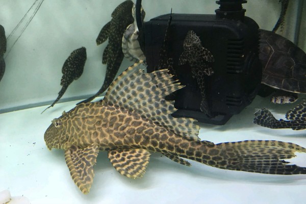 清道夫咬鱼怎么办，需要将生病的鱼儿隔离养殖