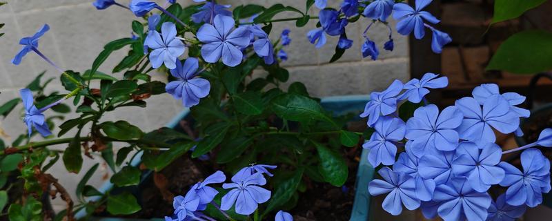 蓝雪花简介，是著名的观赏花卉