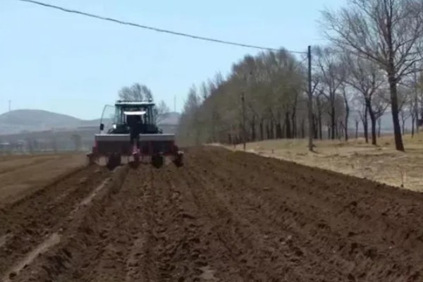 蒜苗高产方法,合理密植可充分利用土地资源