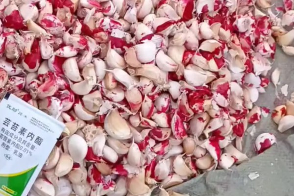 蒜苗高产方法,合理密植可充分利用土地资源