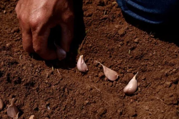 蒜苗高产方法,合理密植可充分利用土地资源