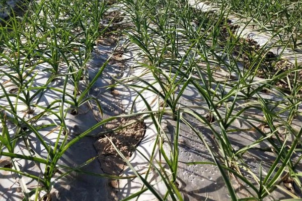 蒜苗高产方法,合理密植可充分利用土地资源