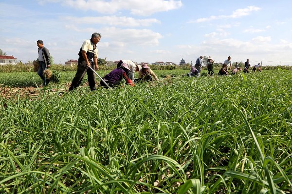 蒜苗高产方法,合理密植可充分利用土地资源