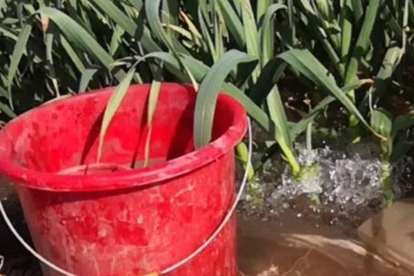 蒜苗高产方法,合理密植可充分利用土地资源