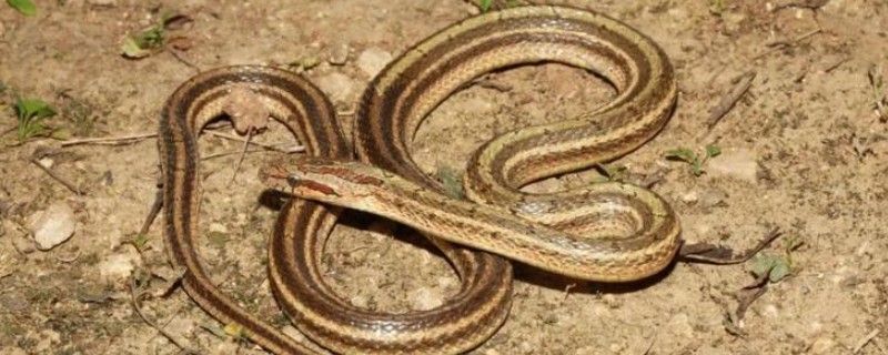 蛇的寿命，大型蛇类10-20年