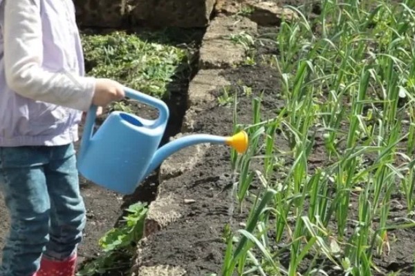 蒜苗高产方法,合理密植可充分利用土地资源