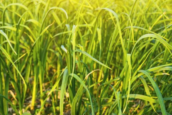 蒜苗高产方法,合理密植可充分利用土地资源