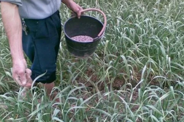 蒜苗高产方法,合理密植可充分利用土地资源