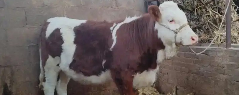 怎么判断母牛怀孕了，瞳孔正上方有三条明显的血管