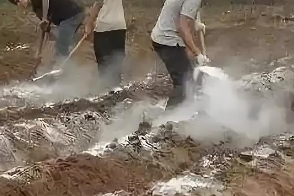 防治地下害虫的方法，以下方式均能起到防效
