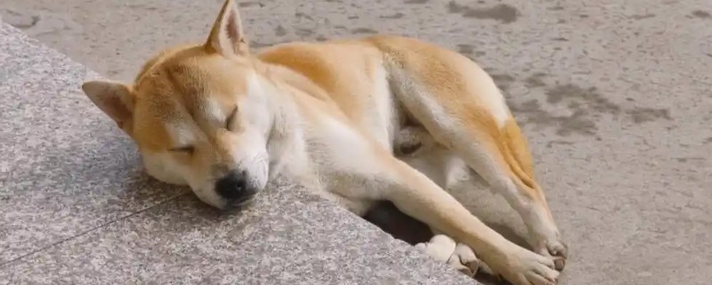 狗狗怕不怕蚊子咬，被咬后会感到疼痛或瘙痒