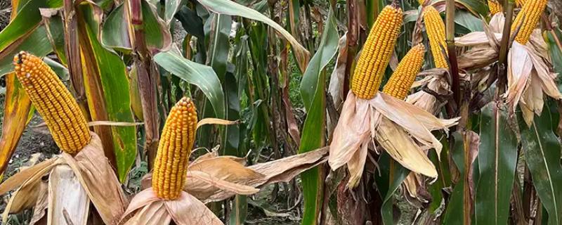 先玉508玉米种简介，出苗至成熟117-124天