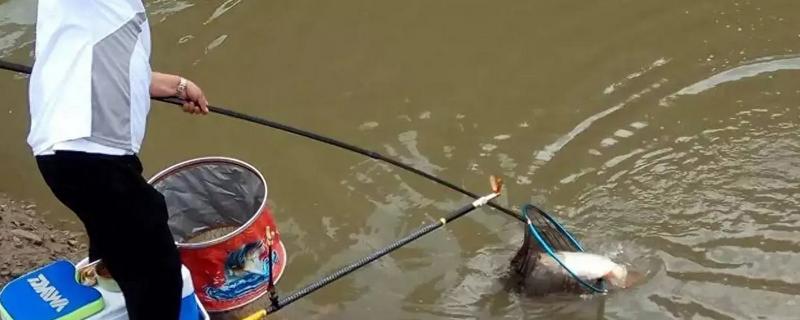 黑坑的钓鱼技巧，根据鱼的习性及时调整战术和钓法