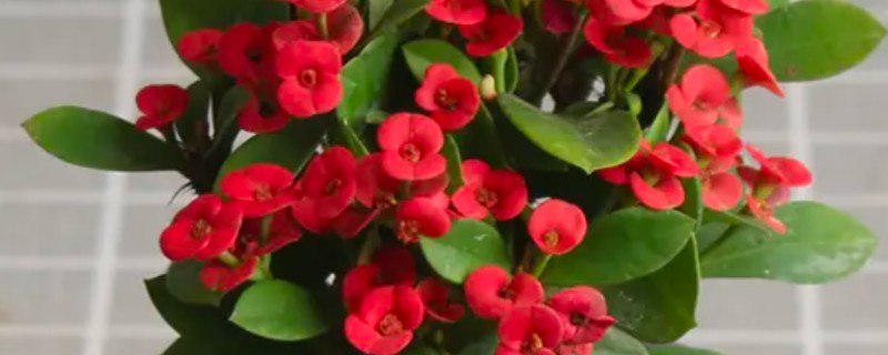 虎刺梅有没有毒，接触汁液会引起不良反应