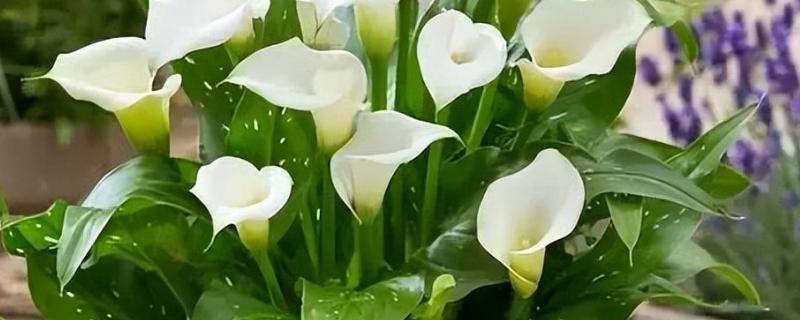 马蹄莲如何养殖，适合生长在湿润的环境中