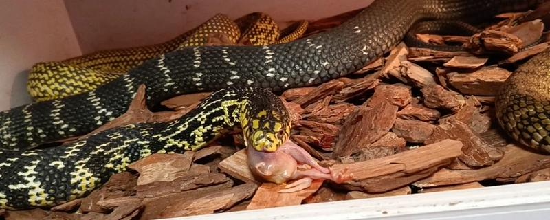 大王蛇吃什么，以鼠类、蛙类位置