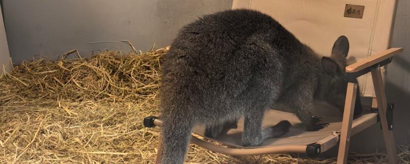 袋鼠怎么搭窝，一般使用周围的树叶、树枝、干草和泥土等材料搭建巢穴