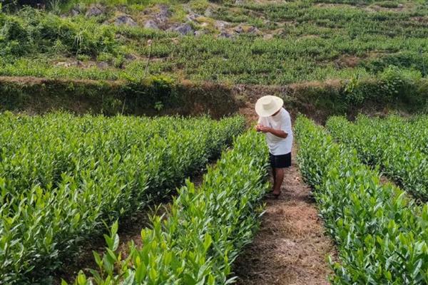 茶叶的种植行距和株距,要根据种植地形来判断