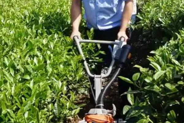 茶叶的种植行距和株距,要根据种植地形来判断