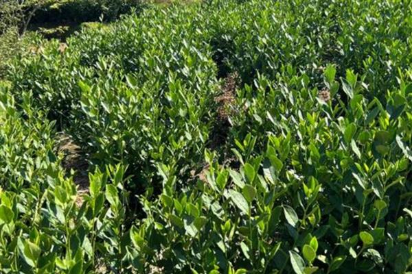 茶叶的种植行距和株距,要根据种植地形来判断